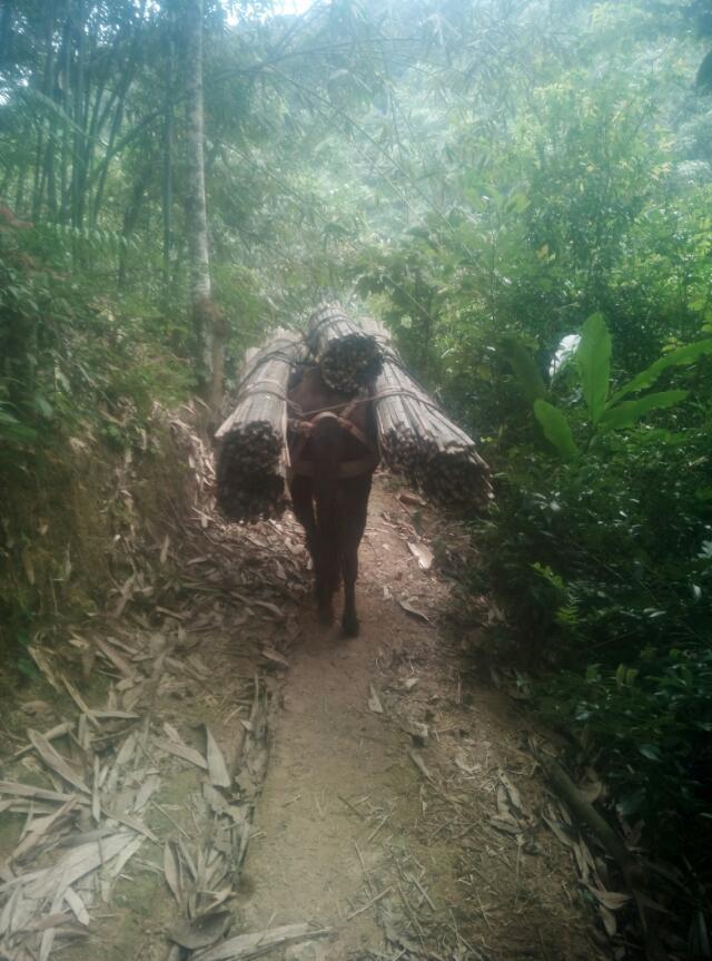 馬隊運輸 馬騾 馬騾搬運隊搬運隊 廣西馬隊運輸 馬隊搬運 馬隊運輸搬運