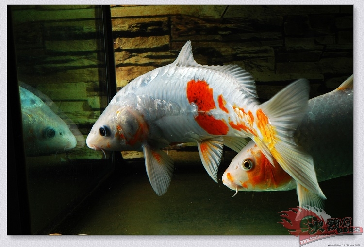 錦鯉批發(fā)出售