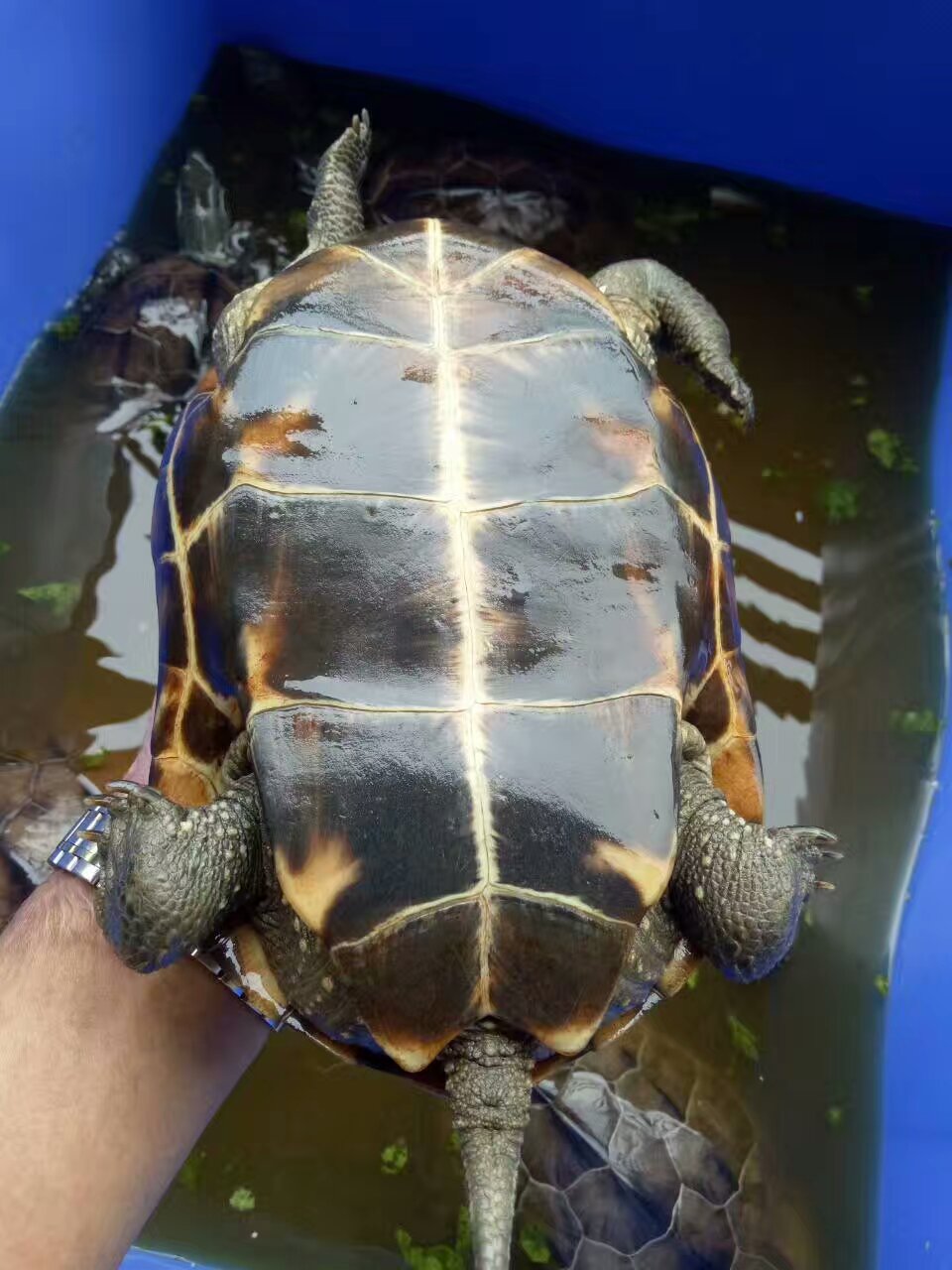 *苗養(yǎng)殖場批發(fā)價格｜*種苗哪里有