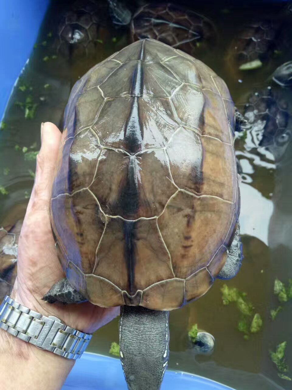 *苗養(yǎng)殖場批發(fā)價格｜*種苗哪里有