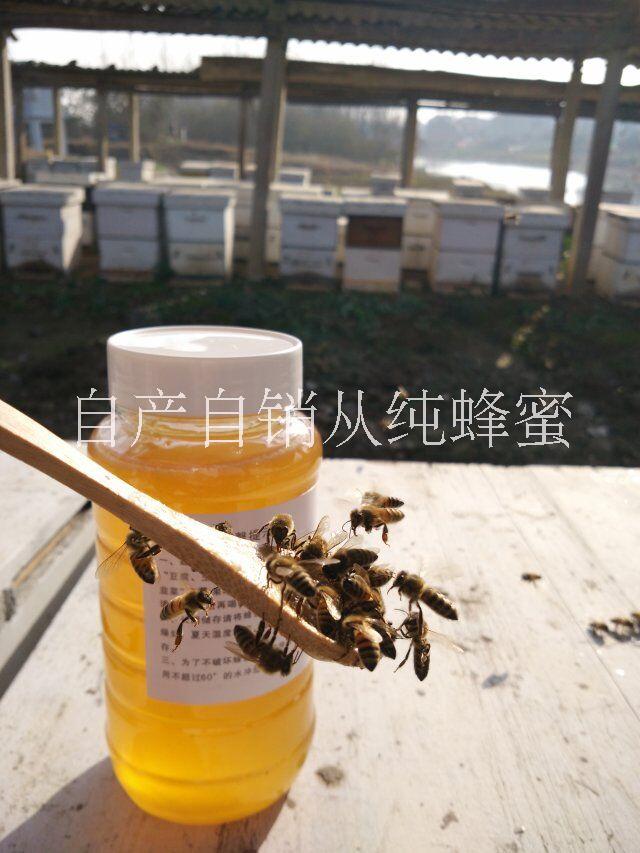 棗花蜜蜂蜜純正天然*農(nóng)家自產(chǎn) 原生態(tài) 零添加