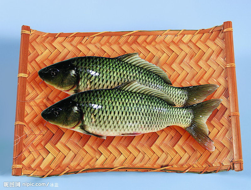 鯉魚 鯉魚苗出售