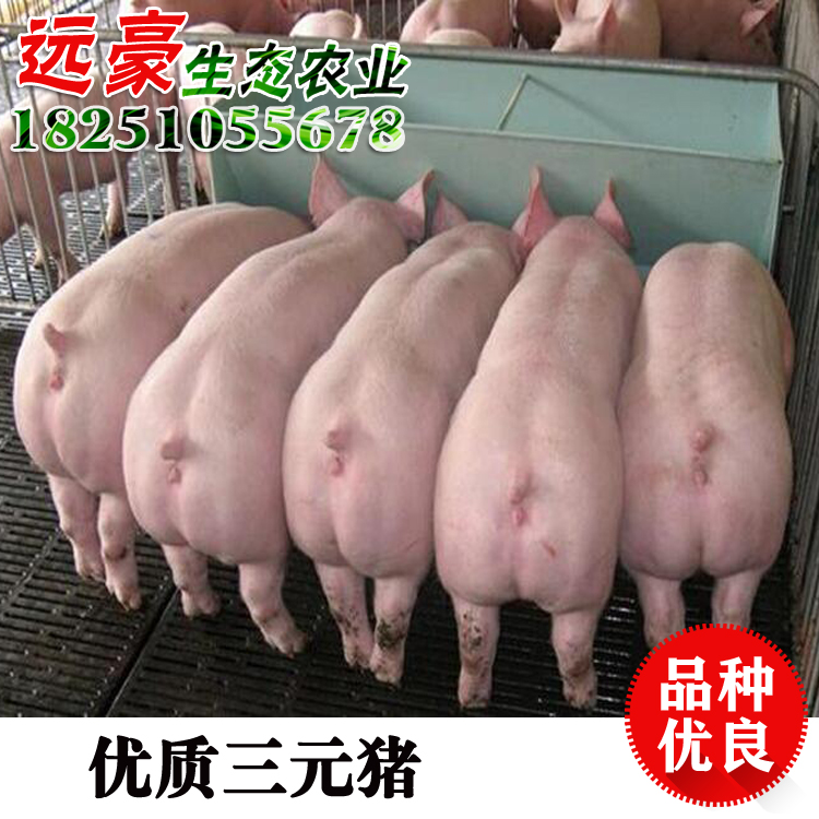 三元仔豬價(jià)格行情 仔豬苗豬杜長(zhǎng)大養(yǎng)殖場(chǎng)直銷批發(fā)