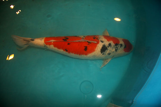 錦鯉批發(fā)出售