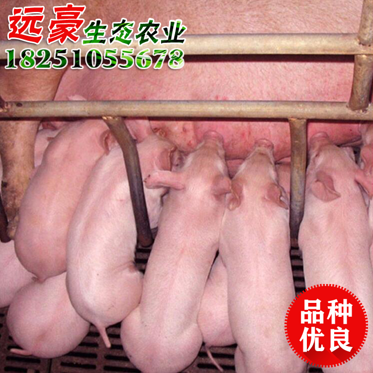 三元仔豬價(jià)格行情 仔豬苗豬杜長(zhǎng)大養(yǎng)殖場(chǎng)直銷批發(fā)