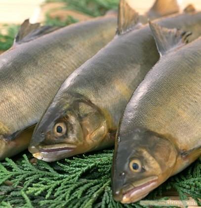 供應(yīng)廣東海魚、直銷廣東海魚、廣東海魚價格