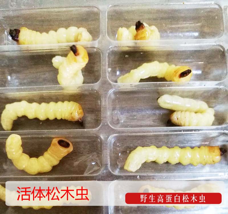 批發(fā)活體松木蟲*柴蟲*壯膘鳥食廠家直銷大號50只一盒