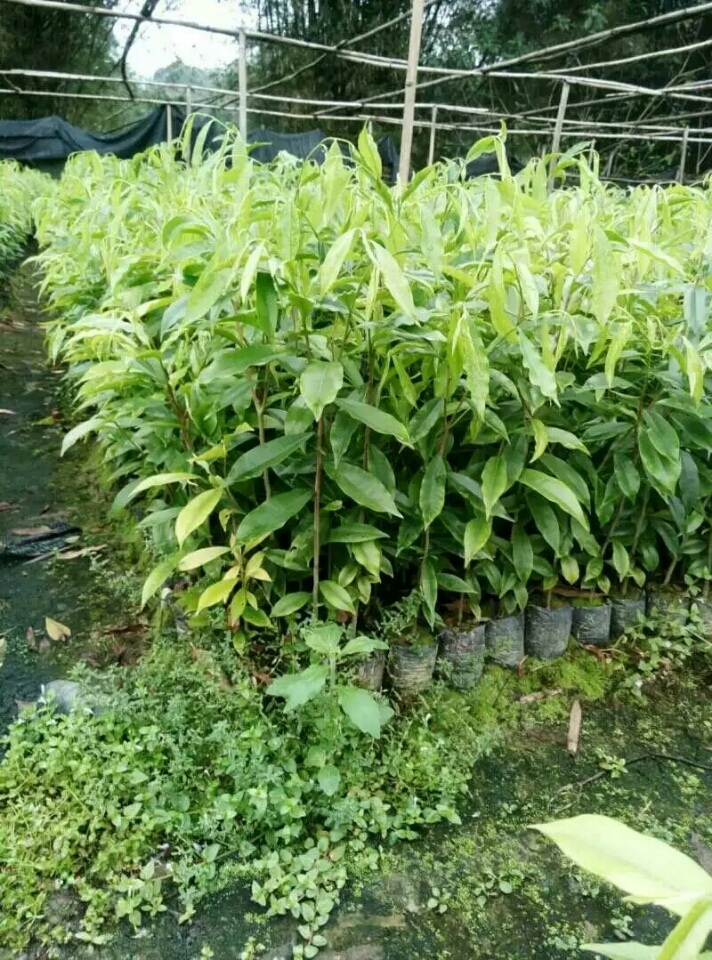 茂名沉香中杯苗 沉香杯苗種植基地批發(fā)價(jià)格 供應(yīng)商直銷 沉香苗（中杯袋） 沉香苗（中杯袋）供應(yīng)商 沉香苗（中杯袋）價(jià)格