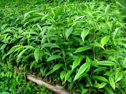 茂名 沉香小杯苗 種植基地 批發(fā)價(jià)格 供應(yīng)商直銷