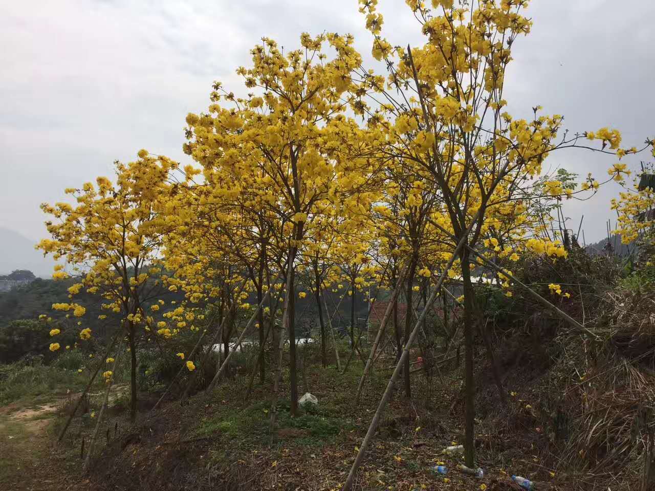 黃花風(fēng)鈴木 黃花風(fēng)鈴木福建山櫻花黃花風(fēng)鈴木廠家福建山櫻花供應(yīng)商福建山櫻花價(jià)格 福建黃花風(fēng)鈴木山櫻花 福建黃花風(fēng)鈴木批發(fā)