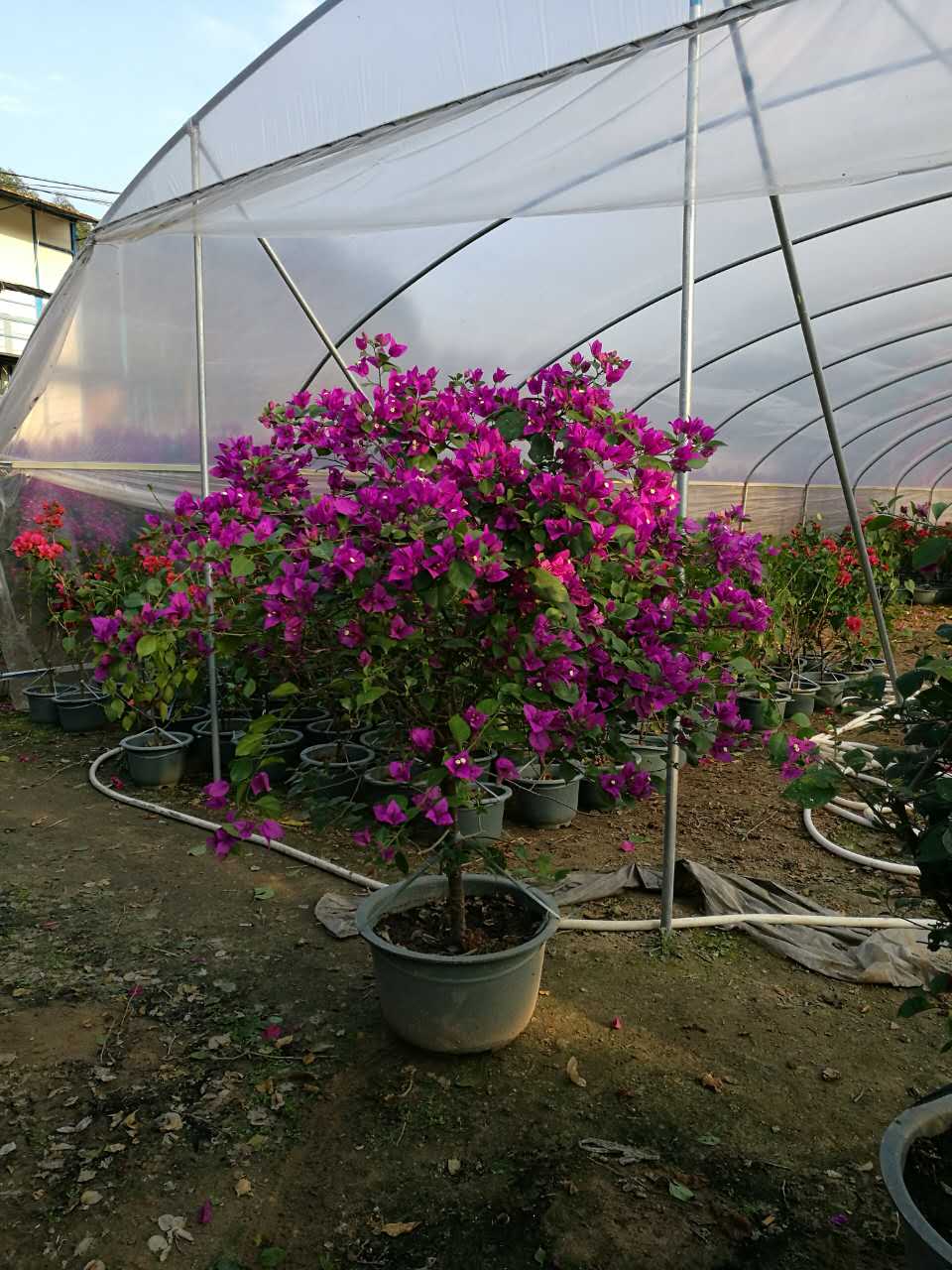 同安紅三角梅 紫色三角梅 紫色三角梅供應(yīng)商 供應(yīng)紫色三角梅批發(fā) 同安紅三角梅廠家 同安紅三角梅價格 同安紅三角梅供應(yīng)商