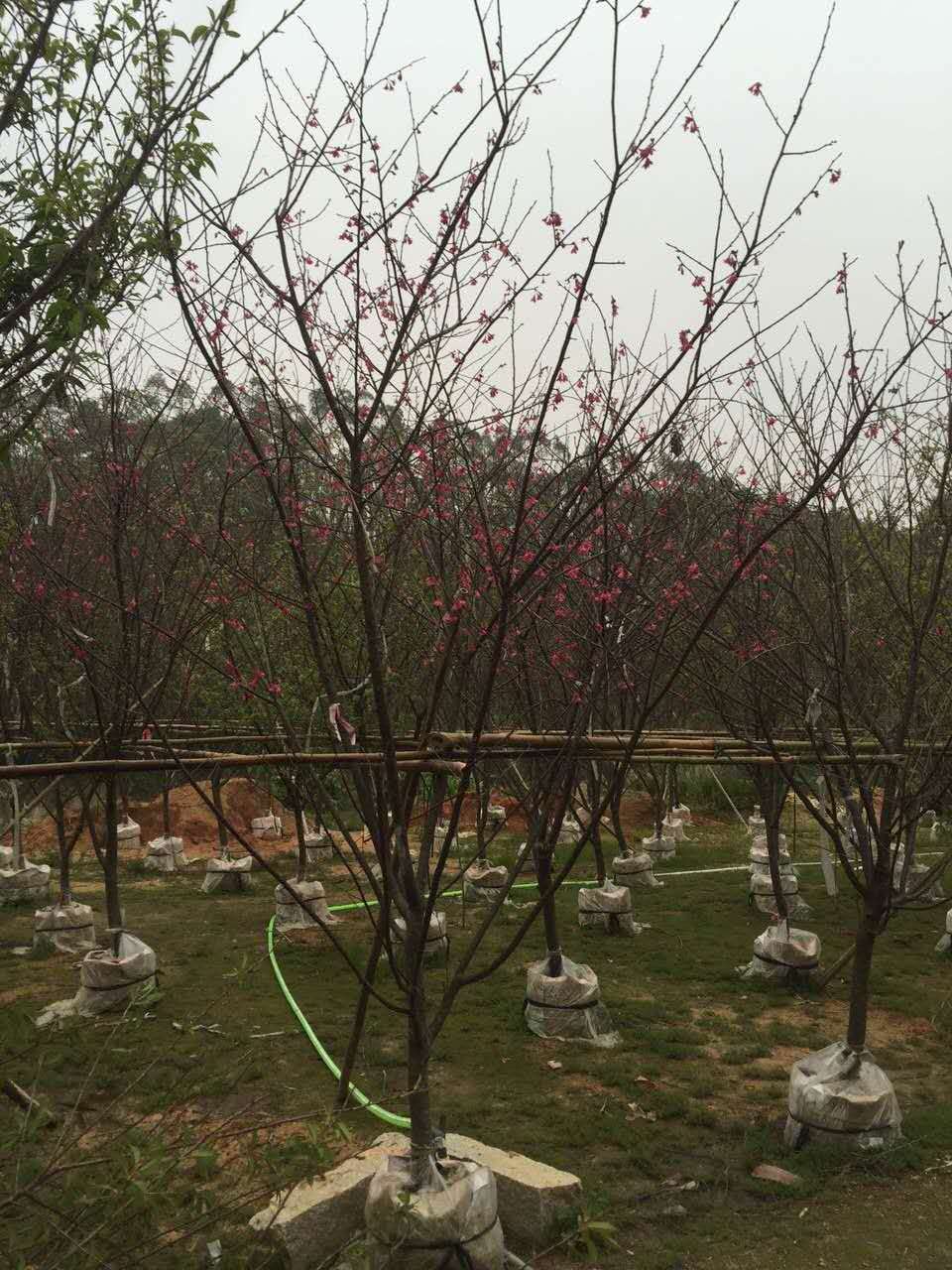 黃花風(fēng)鈴木 黃花風(fēng)鈴木福建山櫻花黃花風(fēng)鈴木廠家福建山櫻花供應(yīng)商福建山櫻花價(jià)格 福建黃花風(fēng)鈴木山櫻花 福建黃花風(fēng)鈴木批發(fā)