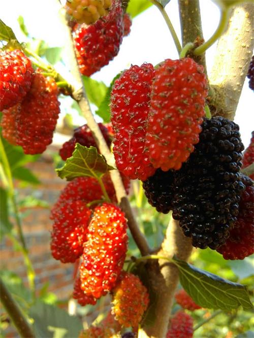 供應(yīng)果桑苗新品種