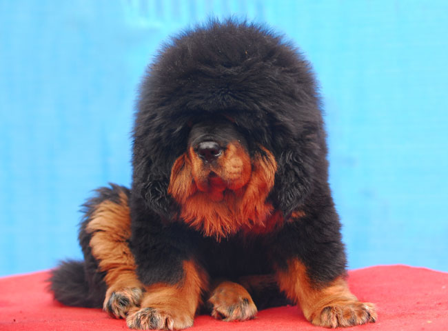 云南哪里買狗、云南純種藏獒犬價格