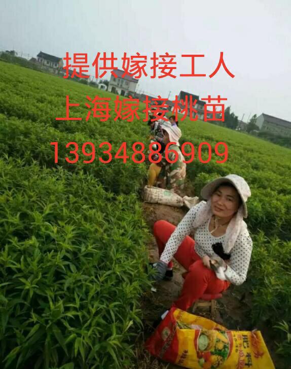山西果樹苗嫁接_專業(yè)綠化苗嫁接_山西苗木嫁接工人