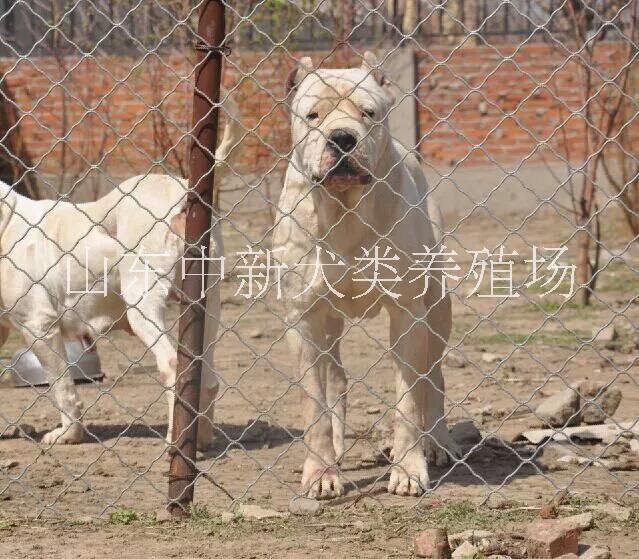 供應(yīng)杜高幼犬 杜高犬杜高幼犬哪里有賣(mài)的
