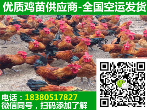 重慶長壽三黃雞苗報價,三黃雞苗