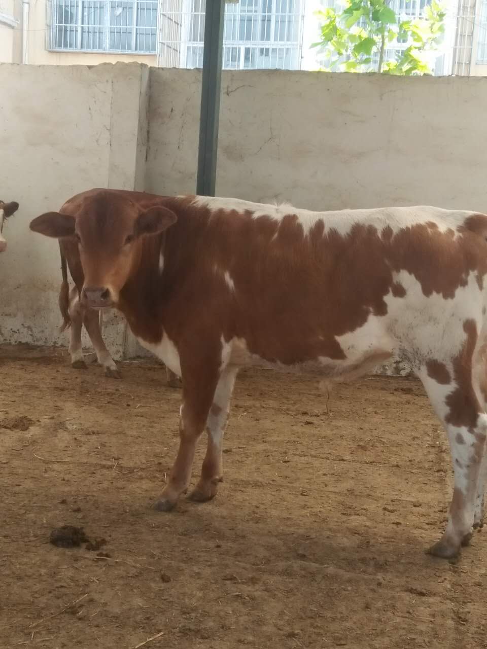 攀枝花肉牛西門塔爾牛漲價了嗎