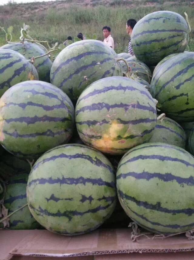 陜西大棚西瓜陜西西瓜基地陜西西瓜