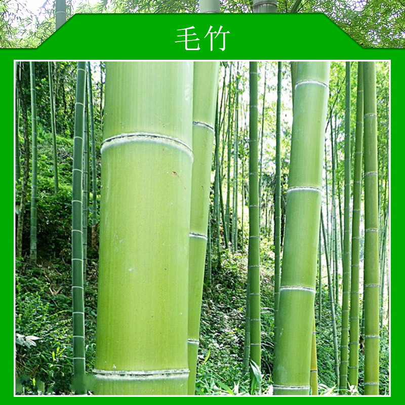 毛竹材質(zhì)堅(jiān)韌輕強(qiáng)收縮量小彈性剛性好硬度大篾性優(yōu)良紋理通直價(jià)格實(shí)惠毛竹廠家供應(yīng)