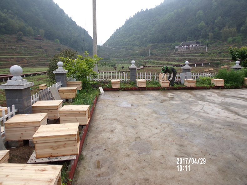 貴州貴陽遵義安順畢節(jié)銅仁都勻蜜蜂出售
