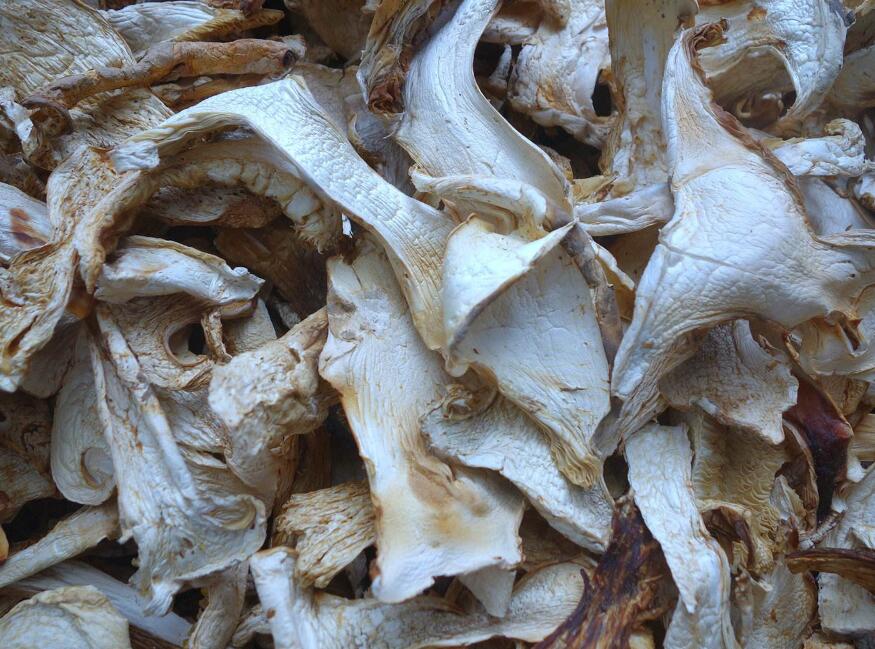 老人頭菌 老人頭菌批發(fā)新鮮貨干貨