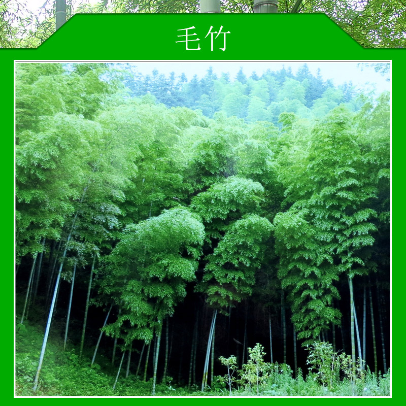 毛竹材質(zhì)堅(jiān)韌輕強(qiáng)收縮量小彈性剛性好硬度大篾性優(yōu)良紋理通直價(jià)格實(shí)惠毛竹廠家供應(yīng)