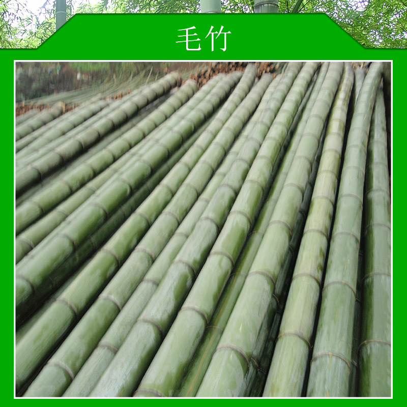 毛竹材質(zhì)堅(jiān)韌輕強(qiáng)收縮量小彈性剛性好硬度大篾性優(yōu)良紋理通直價(jià)格實(shí)惠毛竹廠家供應(yīng)