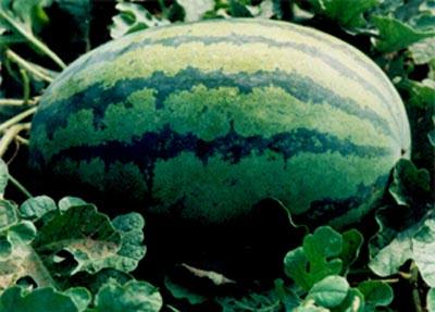 批發(fā)紅冠龍西瓜、直銷紅冠龍西瓜、紅冠龍西瓜價(jià)格