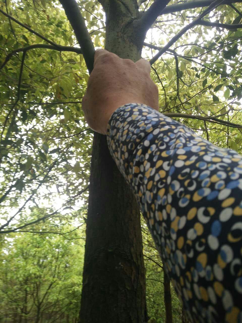 樟樹       樟樹批發(fā)       湖南樟樹      湖南郴州樟樹基地