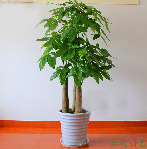 專業(yè)成都辦公室植物租賃_租擺_出租價格和方案的公司