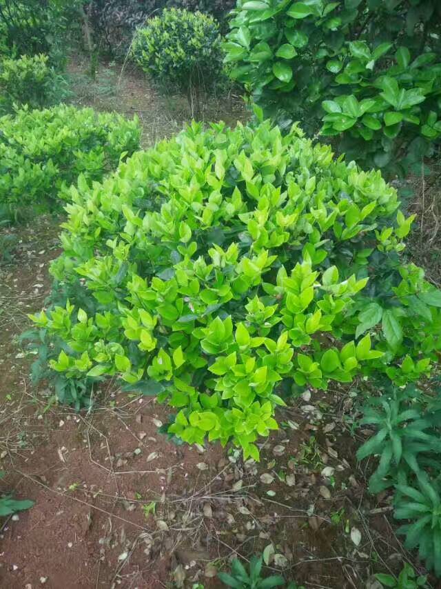 金森女貞   金森女貞球    湖南郴州金森女貞基地  批發(fā)金森女貞子，求購(gòu)金森女貞