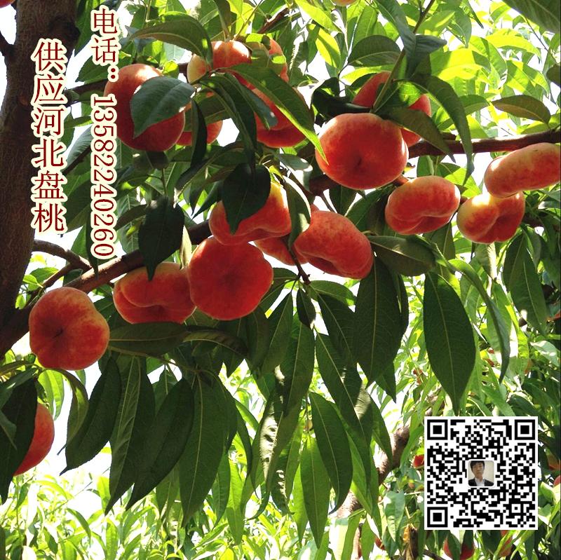 河北保定蟠桃批發(fā) 滿城區(qū)量大質(zhì)優(yōu) 河北盤(pán)桃產(chǎn)地