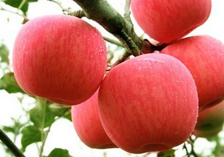 靈寶市蘋果批發(fā)   紅富士蘋果供應(yīng)