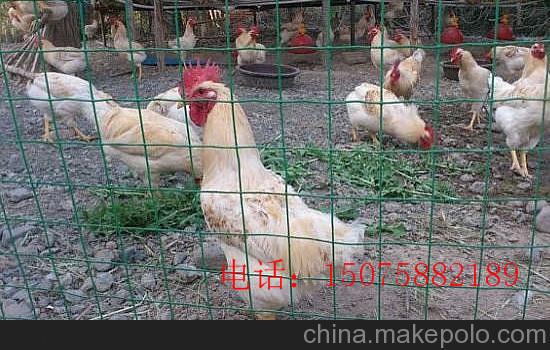 養(yǎng)雞網(wǎng) 養(yǎng)雞鐵絲網(wǎng)*銷售