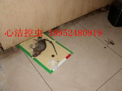 無錫滅鼠公司-心潔控蟲服務(wù)公司