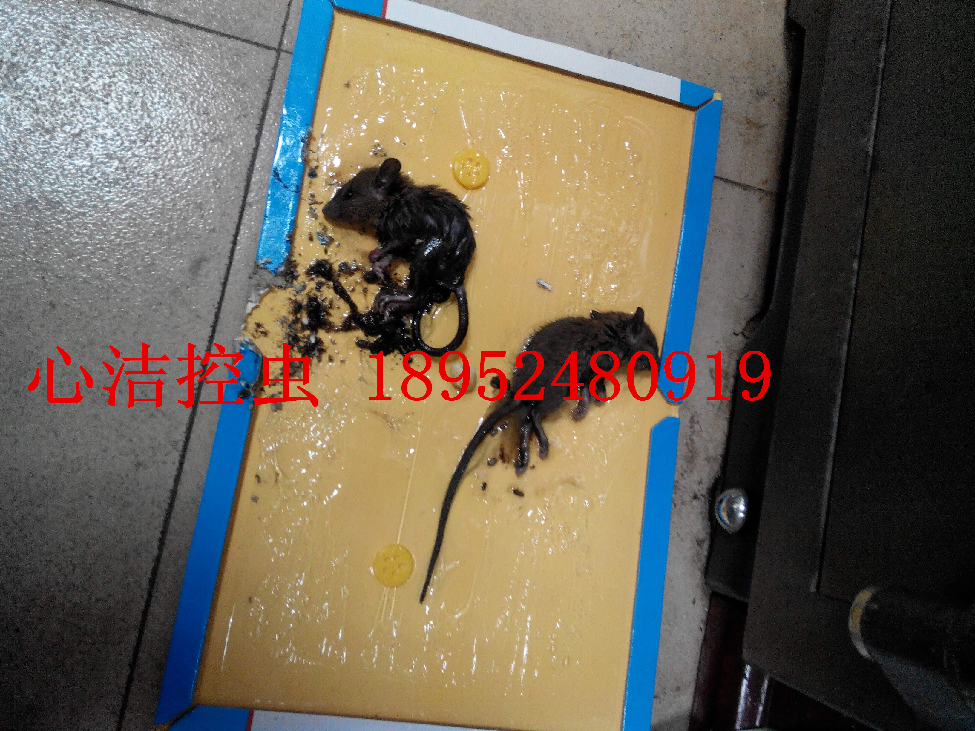 無錫滅鼠公司-心潔控蟲服務(wù)公司