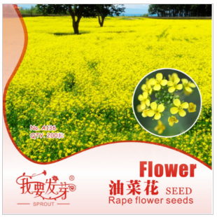 油菜花種子 油菜籽花可觀賞 中國