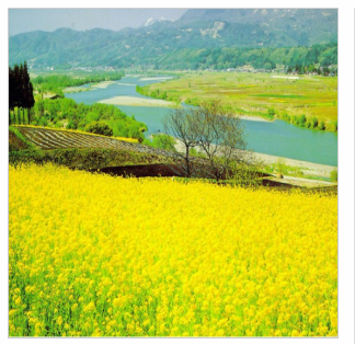 油菜花種子 油菜籽花可觀賞 中國