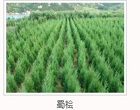 蜀檜蜀檜批發(fā)蜀檜供應(yīng)商蜀檜廠家