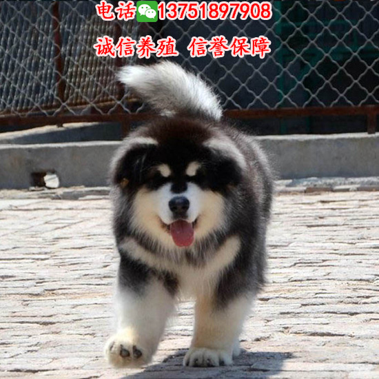 廣州哪里有賣阿拉斯加 多少錢一只