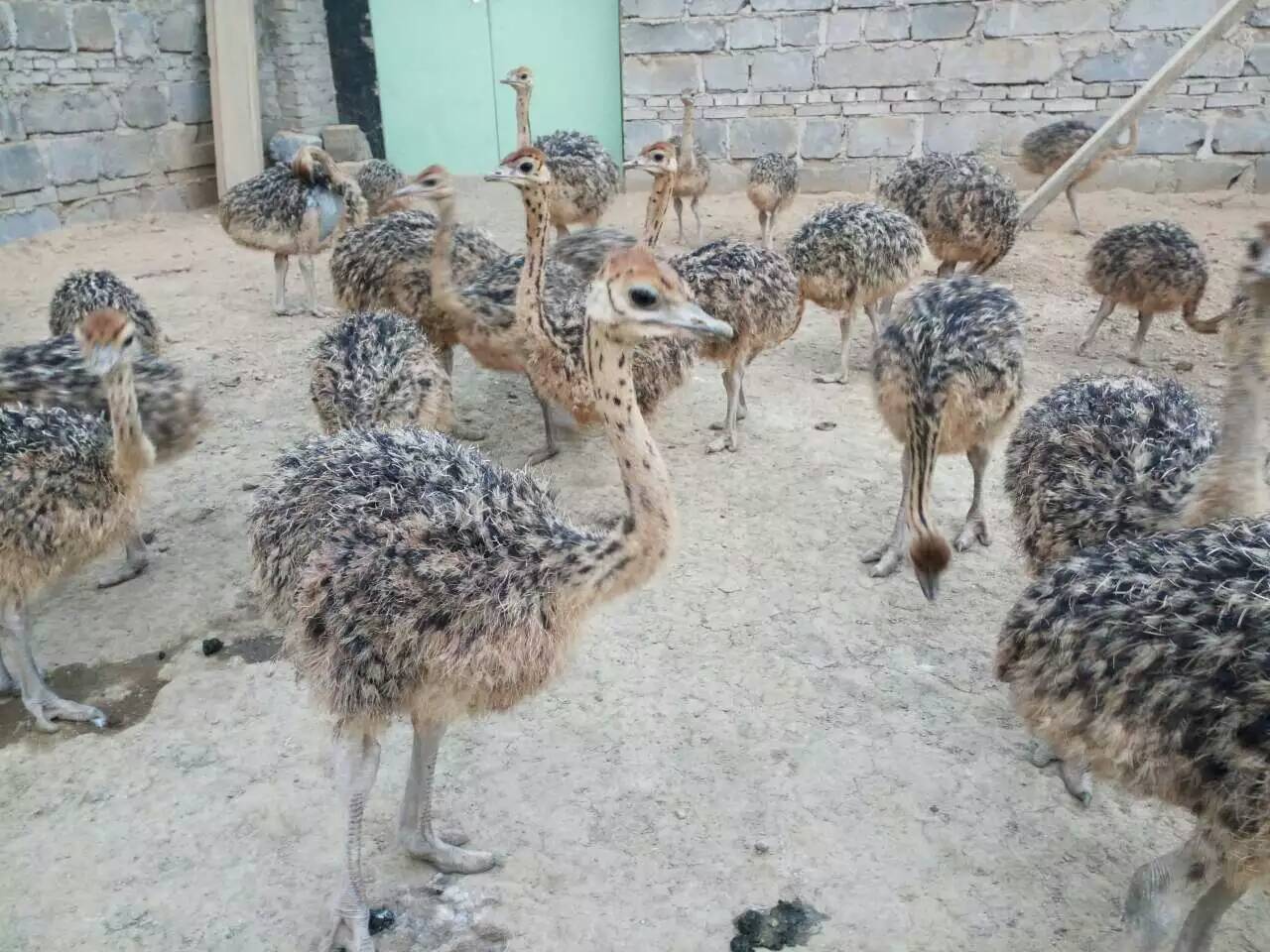 山東優(yōu)質(zhì)鴕鳥出售@山東優(yōu)質(zhì)鴕鳥出售供應(yīng)商@山東優(yōu)質(zhì)鴕鳥批發(fā)