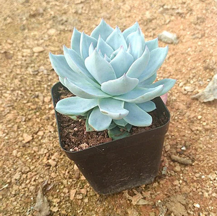 批發(fā)多肉植物 藍(lán)鳥防輻射植物 辦公室盆栽