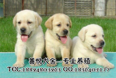 供應(yīng)純種拉布拉多犬 廣州哪里有賣拉布拉多 拉布拉多價(jià)格