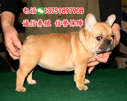 廣州哪里有賣法斗，純種法牛價(jià)格