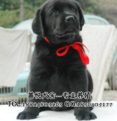 供應(yīng)純種拉布拉多犬 廣州哪里有賣拉布拉多 拉布拉多價(jià)格