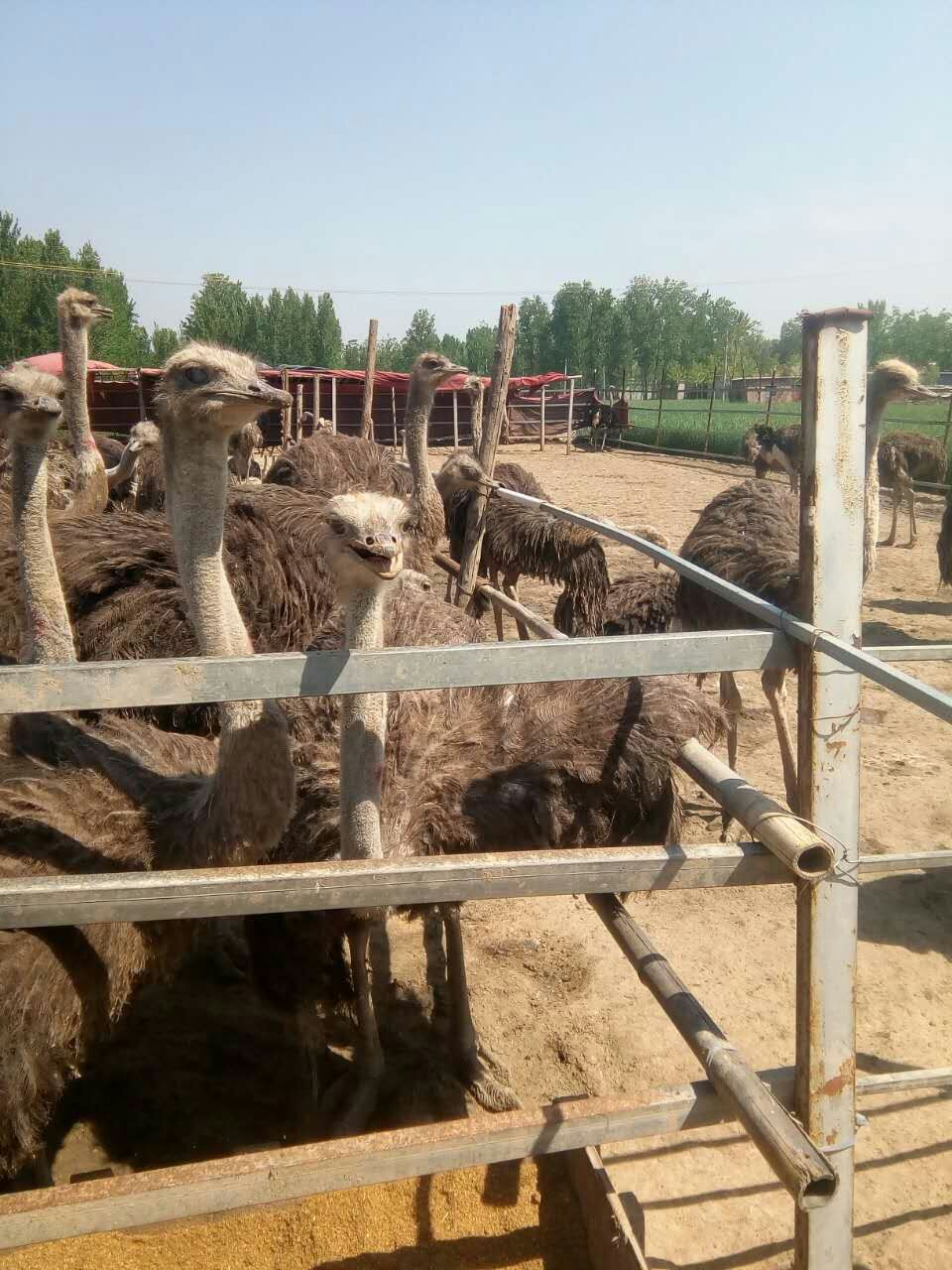 山東優(yōu)質(zhì)鴕鳥出售@山東優(yōu)質(zhì)鴕鳥出售供應(yīng)商@山東優(yōu)質(zhì)鴕鳥批發(fā)