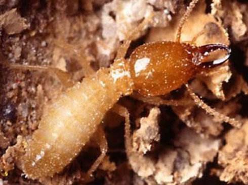 廣州番禺白蟻防治 番禺白蟻防治哪家便宜 番禺附近白蟻防治哪家好