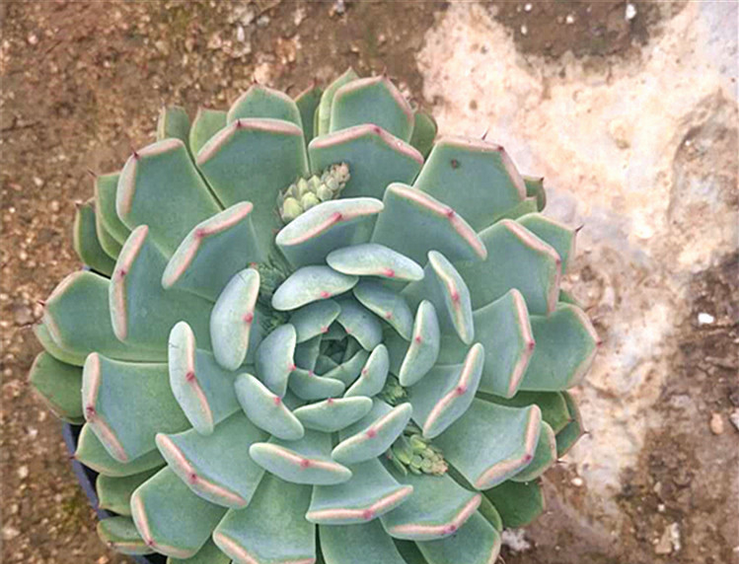 批發(fā)多肉植物 紅爪防輻射植物 多肉植物盆栽價格 多肉植物盆栽價格多肉植物供應(yīng)商 供應(yīng)多肉植物盆栽批發(fā)