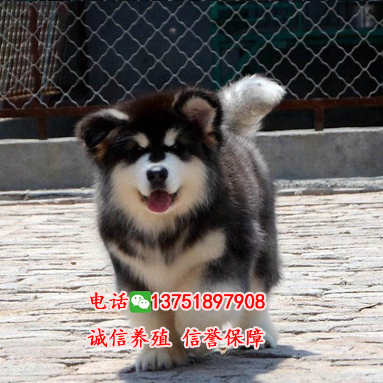 廣州哪里有賣阿拉斯加 多少錢一只